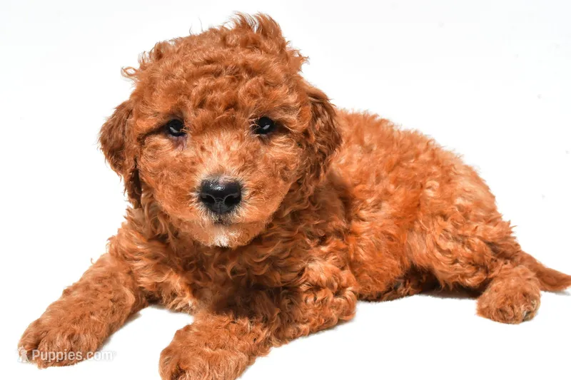 Freddy  – Miniature Goldendoodle puppy for sale in Fredericksburg, OH