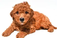 Freddy , a male Miniature Goldendoodle for sale in Fredericksburg, OH – 1 of 10