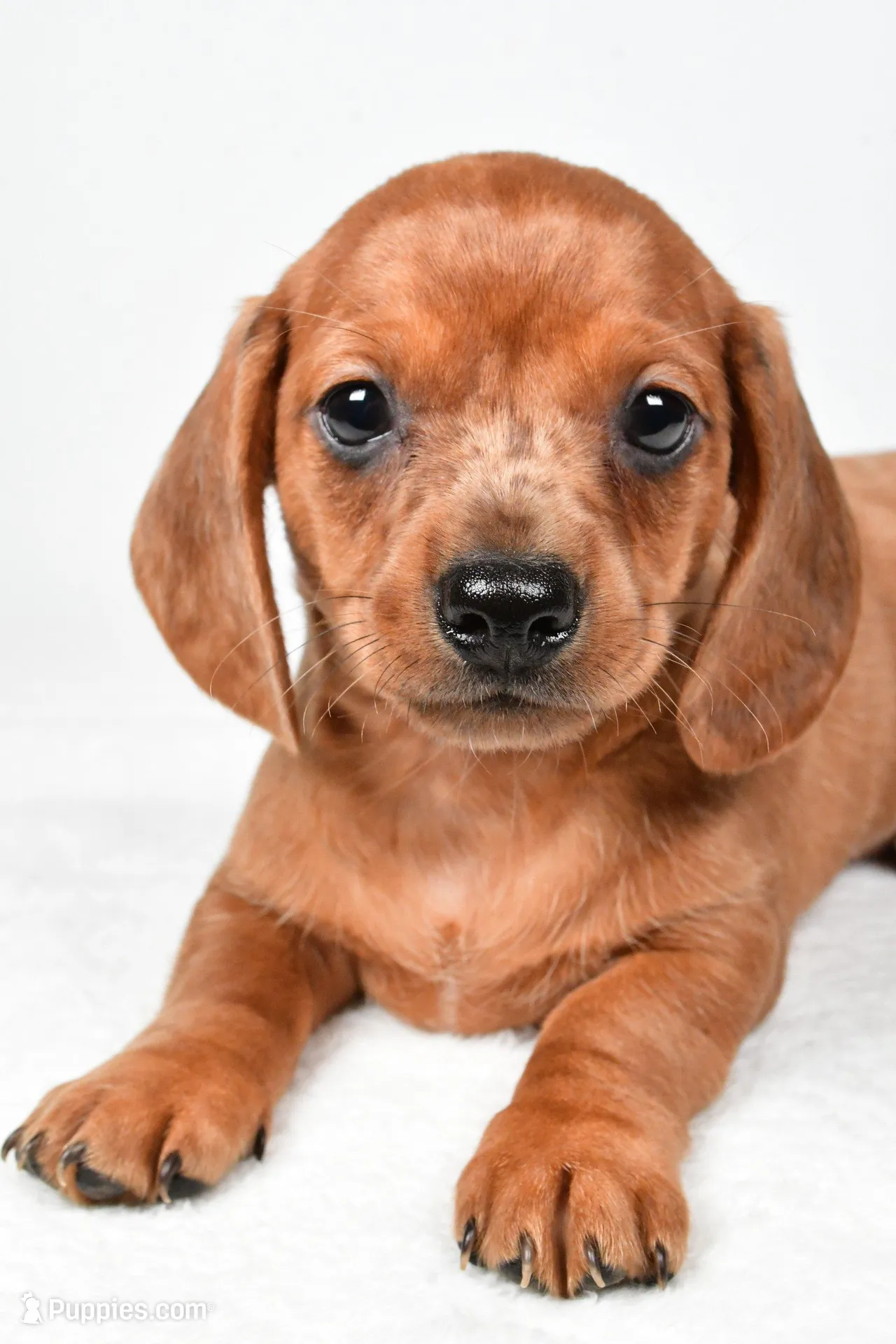 Dallas , a male Dachshund for sale in Fredericksburg, OH – Photo 2 of 10
