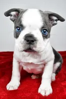 Shane , a male Boston Terrier for sale in Fredericksburg, OH – Photo 7 of 10