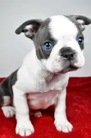 Shane , a male Boston Terrier for sale in Fredericksburg, OH – Photo 3 of 10