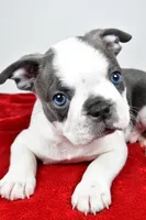 Shane , a male Boston Terrier for sale in Fredericksburg, OH – Photo 6 of 10