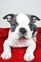 Shane , a male Boston Terrier for sale in Fredericksburg, OH – Photo 2 of 10