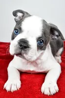 Shane , a male Boston Terrier for sale in Fredericksburg, OH – Photo 5 of 10