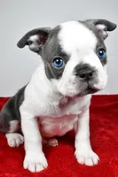 Shane , a male Boston Terrier for sale in Fredericksburg, OH – Photo 4 of 10