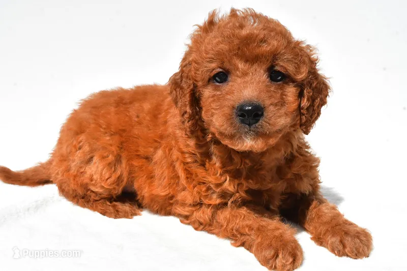 Fawn – Miniature Goldendoodle puppy for sale in Fredericksburg, OH