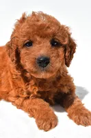 Fawn, a female Miniature Goldendoodle for sale in Fredericksburg, OH – 7 of 10