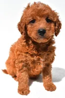 Fawn, a female Miniature Goldendoodle for sale in Fredericksburg, OH – 2 of 10