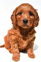 Flossy , a female Miniature Goldendoodle for sale in Fredericksburg, OH – 2 of 9