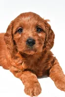 Flossy , a female Miniature Goldendoodle for sale in Fredericksburg, OH – 5 of 9