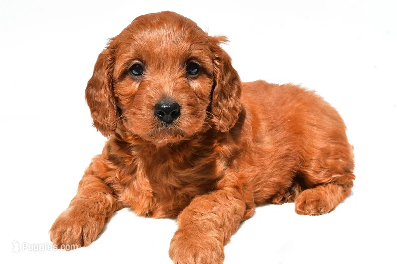 Flossy  – Miniature Goldendoodle puppy for sale in Fredericksburg, OH