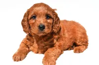 Flossy , a female Miniature Goldendoodle for sale in Fredericksburg, OH – 1 of 9