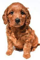 Flossy , a female Miniature Goldendoodle for sale in Fredericksburg, OH – 4 of 9