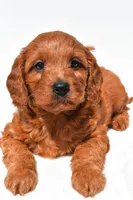 Flossy , a female Miniature Goldendoodle for sale in Fredericksburg, OH – 3 of 9