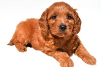 Flossy , a female Miniature Goldendoodle for sale in Fredericksburg, OH – 6 of 9