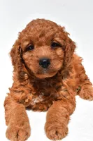 Frankie , a male Miniature Goldendoodle for sale in Fredericksburg, OH – 6 of 10