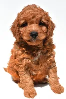 Frankie , a male Miniature Goldendoodle for sale in Fredericksburg, OH – 3 of 10