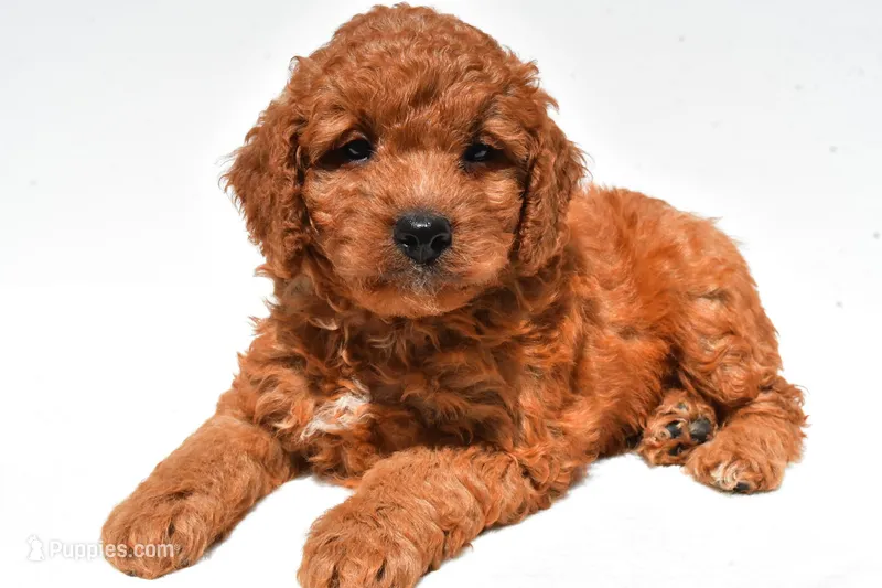 Frankie , a male Miniature Goldendoodle for sale in Fredericksburg, OH – 1 of 10