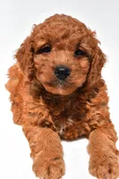 Frankie , a male Miniature Goldendoodle for sale in Fredericksburg, OH – 7 of 10