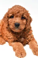 Frankie , a male Miniature Goldendoodle for sale in Fredericksburg, OH – 2 of 10