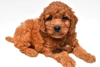 Frankie , a male Miniature Goldendoodle for sale in Fredericksburg, OH – 8 of 10