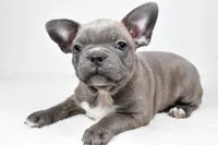 Winston , a male Frenchton for sale in Fredericksburg, OH – Photo 4 of 6