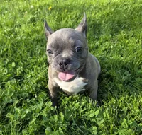 Winston , a male Frenchton for sale in Fredericksburg, OH – 3 of 6