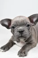 Winston , a male Frenchton for sale in Fredericksburg, OH – Photo 3 of 6