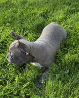 Winston , a male Frenchton for sale in Fredericksburg, OH – 2 of 6