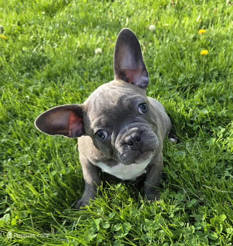Winston  – Frenchton puppy for sale in Fredericksburg, OH