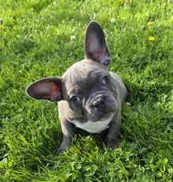 Winston , a male Frenchton for sale in Fredericksburg, OH – 1 of 6