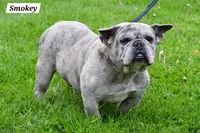 Winston , a male Frenchton for sale in Fredericksburg, OH – Photo 6 of 6