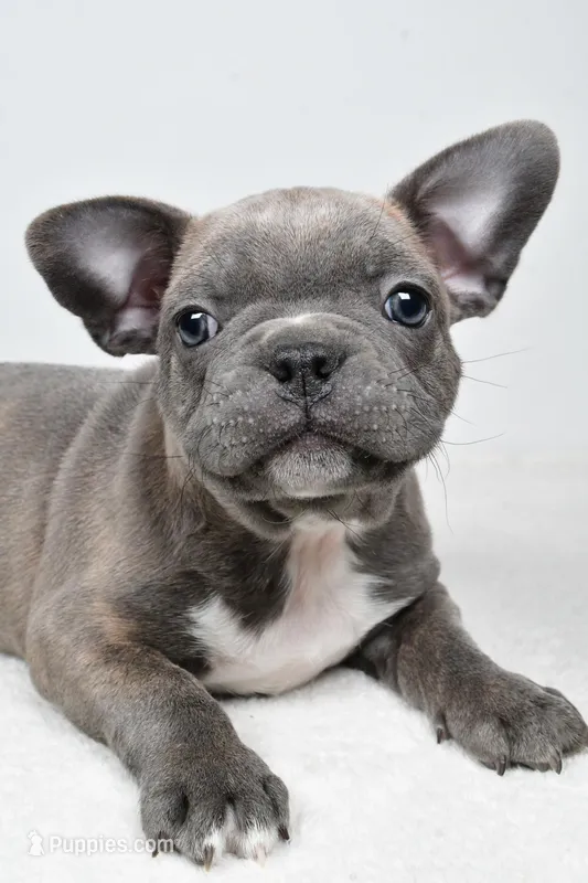 Winston  – Frenchton puppy for sale in Fredericksburg, OH