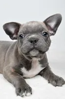 Winston , a male Frenchton for sale in Fredericksburg, OH – Photo 1 of 6
