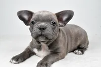 Winston , a male Frenchton for sale in Fredericksburg, OH – Photo 2 of 6