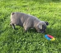Winston , a male Frenchton for sale in Fredericksburg, OH – 4 of 6