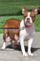 Winston , a male Frenchton for sale in Fredericksburg, OH – Photo 5 of 6