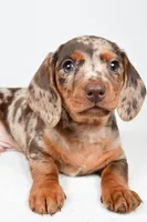 Dakota , a male Dachshund for sale in Fredericksburg, OH – Photo 8 of 10