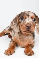 Dakota , a male Dachshund for sale in Fredericksburg, OH – Photo 4 of 10