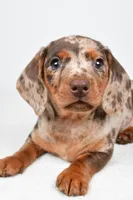 Dakota , a male Dachshund for sale in Fredericksburg, OH – Photo 6 of 10