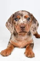 Dakota , a male Dachshund for sale in Fredericksburg, OH – Photo 5 of 10