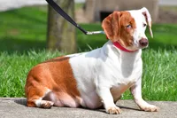 Dakota , a male Dachshund for sale in Fredericksburg, OH – Photo 9 of 10