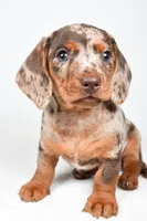 Dakota , a male Dachshund for sale in Fredericksburg, OH – Photo 3 of 10