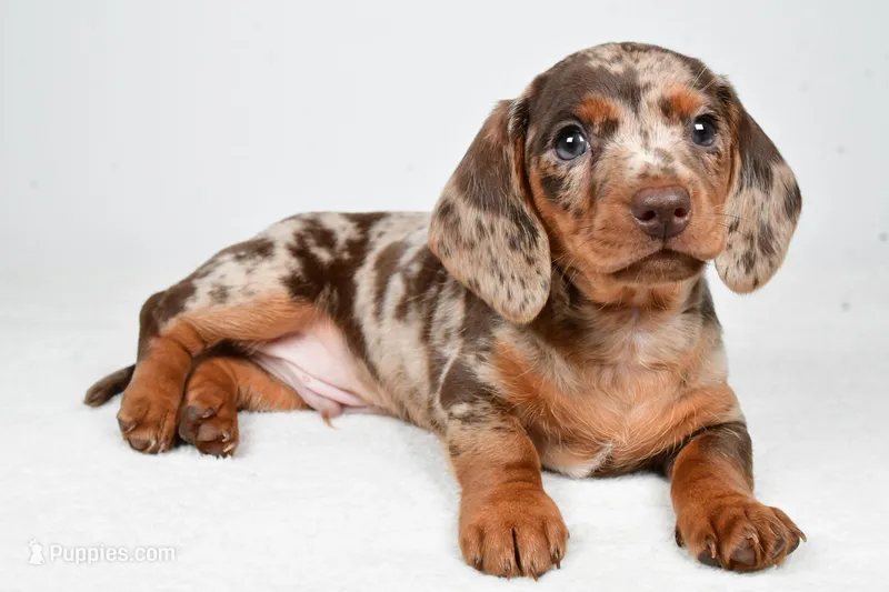 Dakota  – Dachshund puppy for sale in Fredericksburg, OH