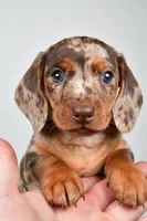 Dakota , a male Dachshund for sale in Fredericksburg, OH – Photo 7 of 10