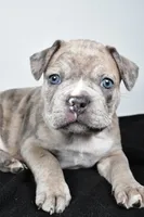 Tanner, a male Frenchton for sale in Fredericksburg, OH – Photo 5 of 10