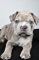 Tanner, a male Frenchton for sale in Fredericksburg, OH – Photo 6 of 10