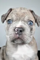 Tanner, a male Frenchton for sale in Fredericksburg, OH – Photo 8 of 10