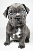 Theo, a male Frenchton for sale in Fredericksburg, OH – Photo 4 of 10