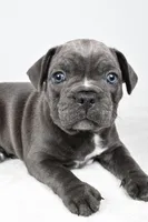 Theo, a male Frenchton for sale in Fredericksburg, OH – Photo 8 of 10